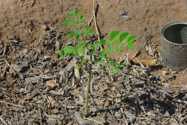 Stalk getting fatter.